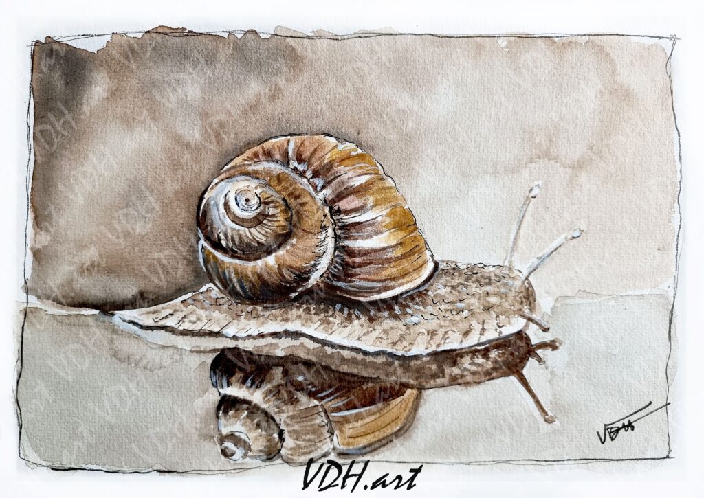 Aquarelle, L'escargot